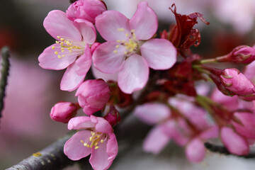 pink cherry blossom