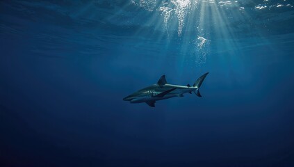 Large tiger shark swimming in open blue sea, highlighting ocean biodiversity
