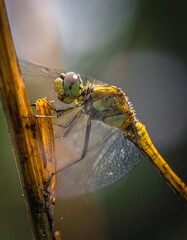 Naklejka premium A close-up view of a dragonfly perched on a dry, golden-toned reed. The insect has delicate wings with details