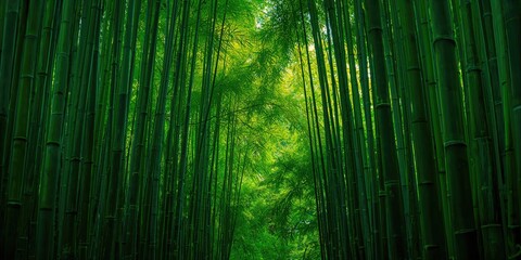 Fototapeta premium Bamboo forest scene lush greenery and natural environment, suitable for nature background use
