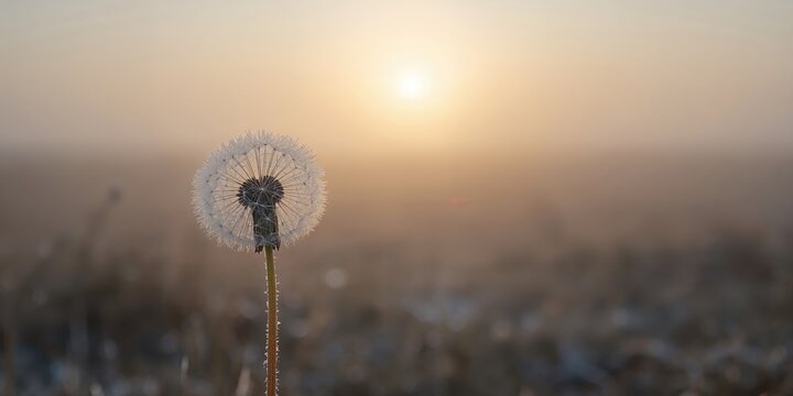 Dandelion with hoarfrost in autumn morning fog, seasonal change and frost accumulation - Powered by Adobe