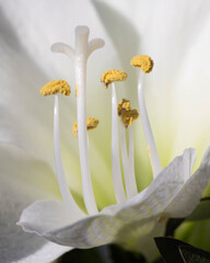 Macro - Fine art of a White Flower with many Details - Many Details. High quality photo