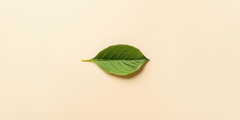 Green vegetable marrow leaf on beige, serving as a natural background for eco lifestyle and vegan food design, Earth Day, copy space