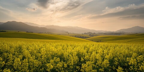 Obraz premium Rapeseed flower field in Luoping county, Yunnan, China, serving as a vibrant background for landscape photography