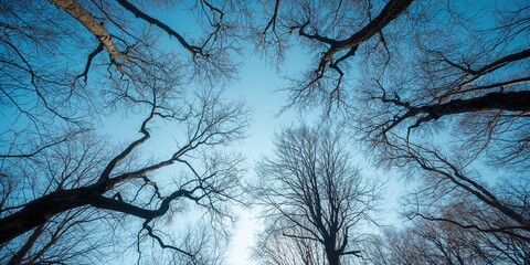 Tree branches seen from below with sky backdrop, illustrating seasonal transition in a forest setting, Earth Day
