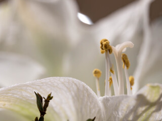 Macro - Fine art of a White Flower with many Details - Many Details. High quality photo