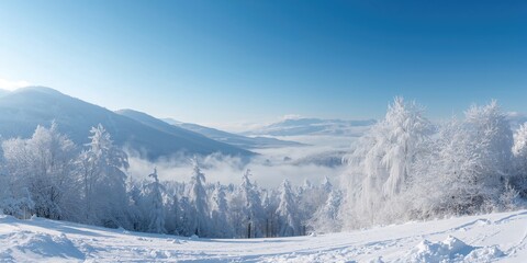 Obraz premium Snowy woodland scene on a hill with white trees and a clear sky, seasonal change awareness day