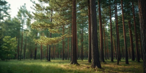 Fototapeta premium Pine forest landscape sustainable land use, background for environmental education