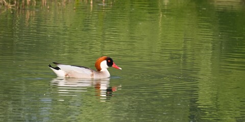 Colorful nature background featuring a common duck with a red crested Pochard, seasonal bird migration
