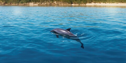 Obraz premium Harbour porpoise swimming in open water, marine life conservation awareness