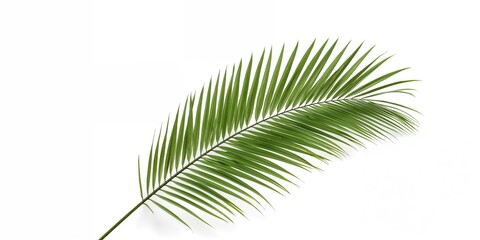 Obraz premium Howea palm tree leaf isolated on white, suitable for background layouts and text overlay design