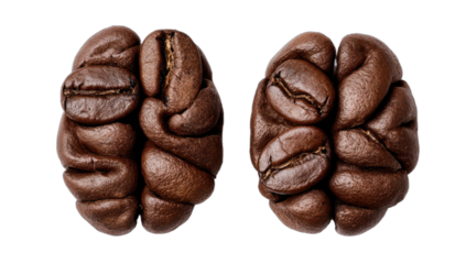 Coffee beans arranged to resemble the human brain hemispheres