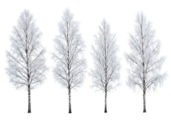 Fototapeta premium Four leafless birch trees with peeling white bark, heavily encrusted with sparkling hoarfrost and rime ice, set against a transparent studio void. Concept of natural elegance and fragility
