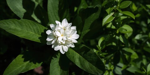 White Pitchaya gardenia flowers arranged for decorative display, focusing on floral aesthetics for a botanical background