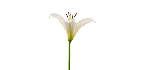 Obraz premium White lily flower isolated on a plain background used for floral design projects, flower photography, Earth Day