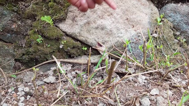 The Garden Chameleon (Calotes Versicolor) is an invasive reptile species and is thought to originate from mainland Asia, although it will bite if it feels threatened, its bite is not poisonous.