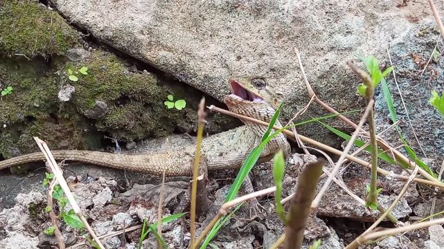 The Garden Chameleon (Calotes Versicolor), an animal often hunted by children as pets, will bite when threatened or uncomfortable, but its bite is not venomous.