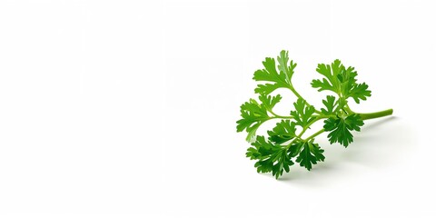 Obraz premium Green parsley plant with vibrant leaves, suitable for food styling and ingredient preparation