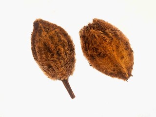 Detailreiche Makroaufnahme von Samen der Sommerlinde (Tilia platyphyllos) vor wei&szlig;em Hintergrund.