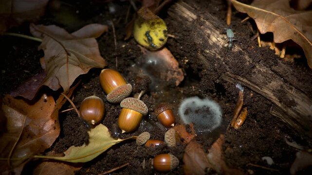 Close-up of acorns and leaves on the forest floor with a touch of mold, showcasing the natural decomposition process in a woodland environment.