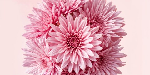 Close-up of pink flowers, floral textures for background design, Earth Day