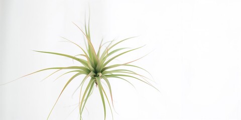 Air plant with white background used as a minimalist botanical decor element, neutral setting