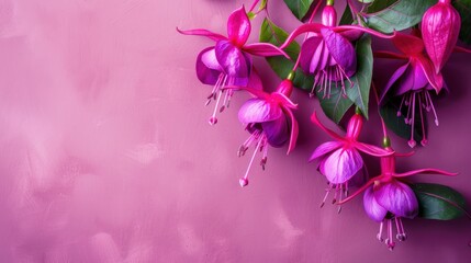 Vibrant Fuchsia Bloom