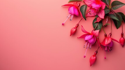 Vibrant Fuchsia Bloom