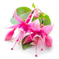 Vibrant Fuchsia Bloom