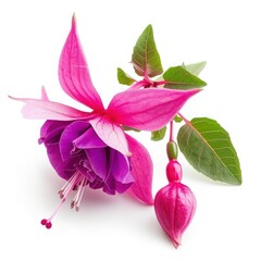 Vibrant Fuchsia Bloom