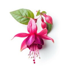 Vibrant Fuchsia Bloom