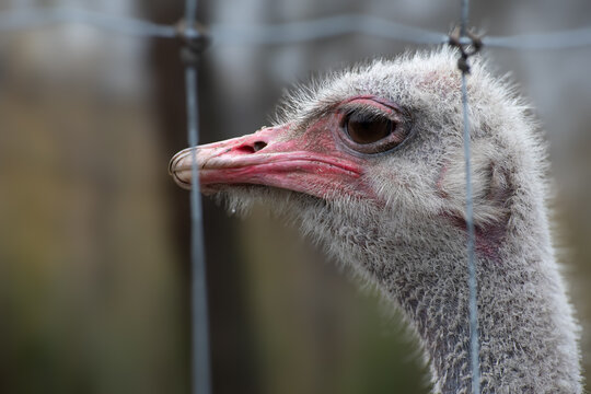 Closeup vew of an ostrich head behind a fence. - Powered by Adobe