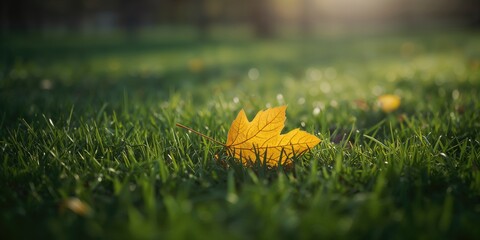 Yellow autumn leaf on vibrant green grass, fall foliage, seasonal landscape