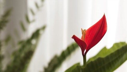 A detailed shot of a blooming red flower showcasing petal structure and color for botanical study