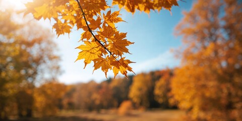 Golden maple leaves on a sunny autumn day background, sky and forest, seasonal change awareness day