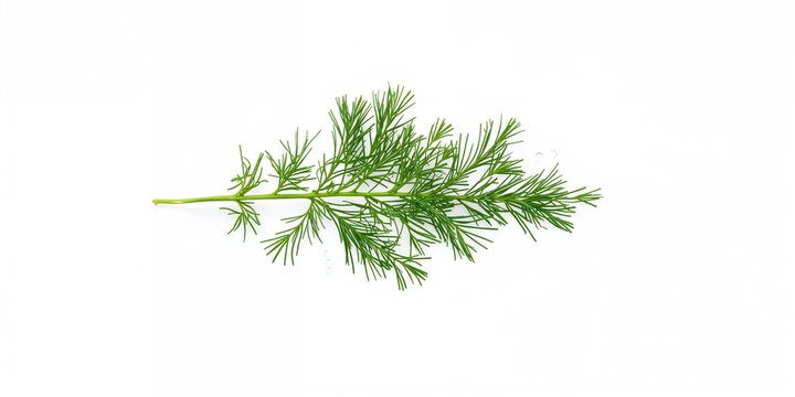 Close up of fresh green dill herb leaves on white background, used as a flavoring ingredient
