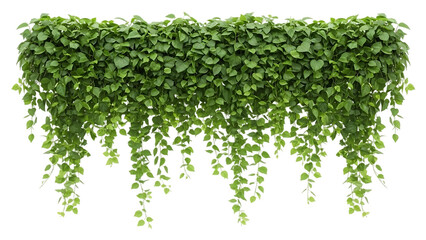 Fototapeta premium Lush green foliage arrangement with trailing vines on a transparent background for design assets