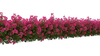 Isolated row of vibrant pink bougainvillea flowers on a black background