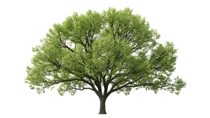 A large deciduous tree with vibrant green leaves and a wide canopy isolated on a transparent background