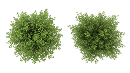 Top-down view of two separate green trees, perfect for architectural landscape plans