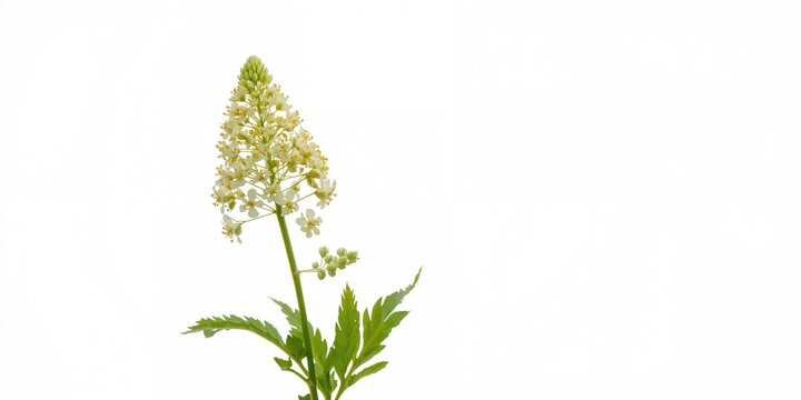 Dropwort plant with delicate fern-like leaves, suitable for botanical backgrounds or educational materials