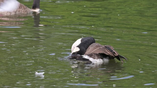 Canada Goose (Branta canadensis) preening and splashing to wash its feathers in a lake. August, Kent, UK. Slow motion x5