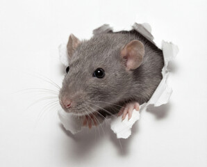 A close up view of a cute grey rat poking its head through a torn hole in white paper, showing its whiskers, soft fur and curious expression against a clean studio background.