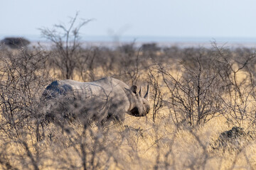 A black Rhinoceros - Diceros bicornis- eating scrubs on the plains of Etosha national park, Namibia, during sunset.