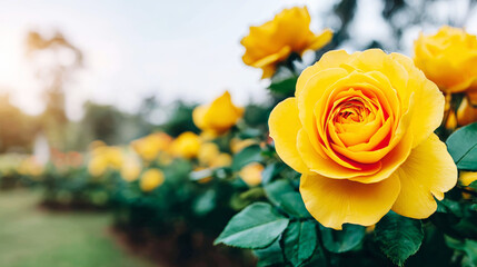 Close up of a bright yellow rose with green leaves, growing in a blurred garden with dappled sunlight