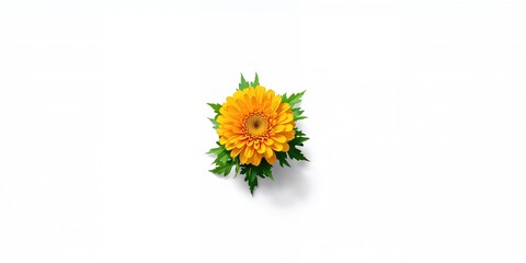 White background with calendula flower highlighting botanical skincare ingredient, Earth Day