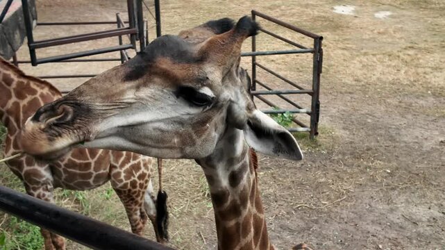 Close-up of a Giraffe Face with Zoo Fence Background