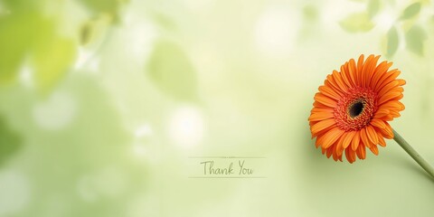 Gerbera flowers and a thank you card on a green background, suitable for floral arrangement documentation