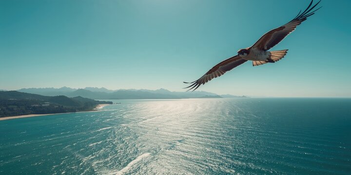 Brahminy Kite gliding near water surface in coastal wetlands, highlighting predator behavior
