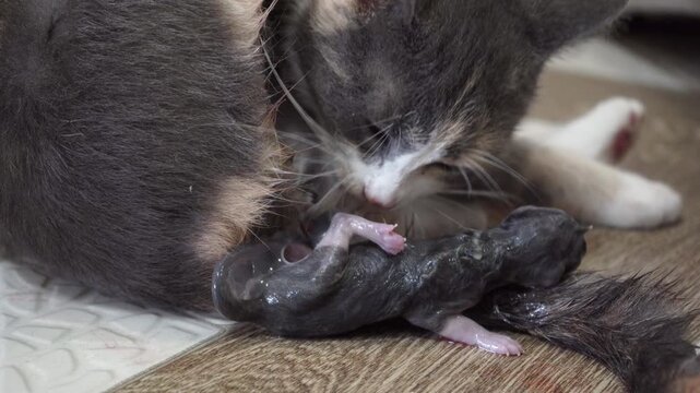 mother cat licking her newborn kitten, a cat's maternal instinct is manifested in licking her offspring.